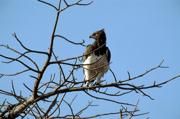 Aigle martial,.Polemaetus bellicosus , Martial Eagle, Kenya