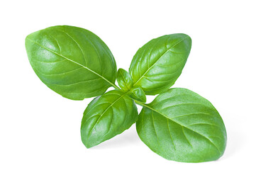 Green basil leaves isolated on white background close up