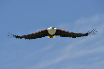 Pygargue vocifère, Pygargue vocifer, African Fish Eagle, Aigle pêcheur d'Afrique, Haliaeetus vocifer, Afrique
