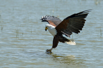 Pygargue vocifère, Pygargue vocifer, African Fish Eagle, Aigle pêcheur d'Afrique, Haliaeetus vocifer, Afrique