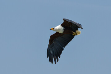 Pygargue vocifère, Pygargue vocifer, African Fish Eagle, Aigle pêcheur d'Afrique, Haliaeetus vocifer, Afrique
