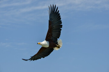 Obraz premium Pygargue vocifère, Pygargue vocifer, African Fish Eagle, Aigle pêcheur d'Afrique, Haliaeetus vocifer, Afrique