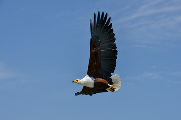 Obraz premium Pygargue vocifère, Pygargue vocifer, African Fish Eagle, Aigle pêcheur d'Afrique, Haliaeetus vocifer, Afrique