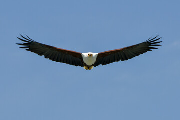 Obraz premium Pygargue vocifère, Pygargue vocifer, African Fish Eagle, Aigle pêcheur d'Afrique, Haliaeetus vocifer, Afrique