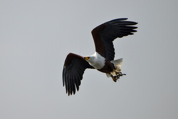 Obraz premium Pygargue vocifère, Pygargue vocifer, African Fish Eagle, Aigle pêcheur d'Afrique, Haliaeetus vocifer, Afrique