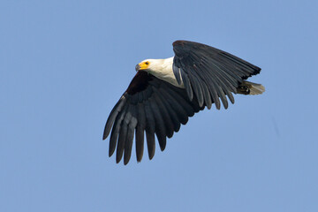 Pygargue vocifère, Pygargue vocifer, African Fish Eagle, Aigle pêcheur d'Afrique, Haliaeetus vocifer, Afrique