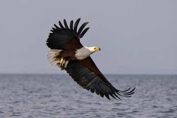 Pygargue vocifère, Pygargue vocifer, African Fish Eagle, Aigle pêcheur d'Afrique, Haliaeetus vocifer, Afrique