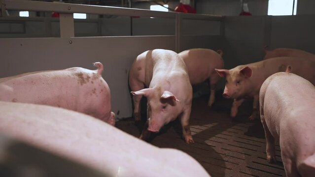 Close-up of pigs, pigs, pig farm, pig pens, pig breeding complex