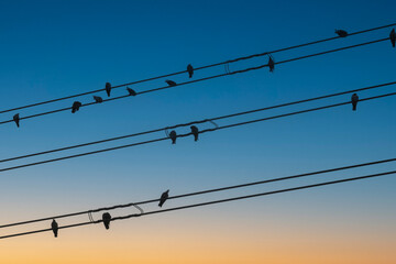 birds on a electric cable wire