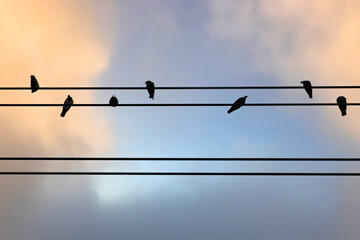 birds on a electric cable wire