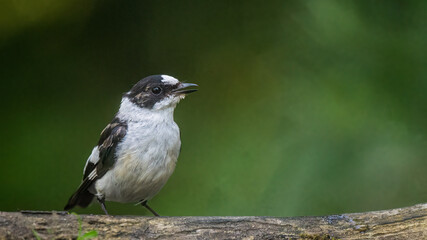 Collared Flycatcher