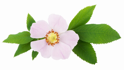 Rosehip pink. Dog rose flowers with leaves, isolated on white background