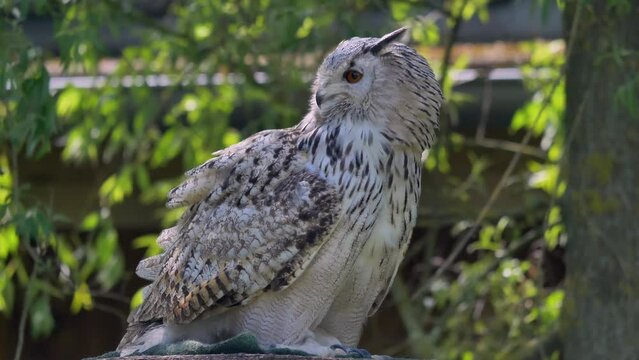 Sibirischer Uhu (Bubo bubo sibiricus), Eule