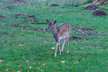 Junges Damwild im Herbst	