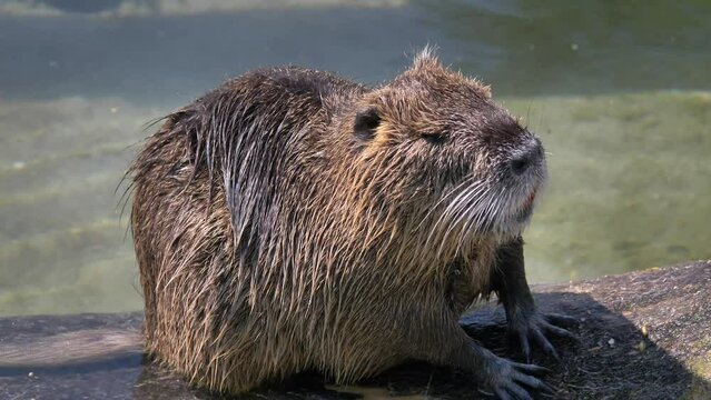 Nutria (Myocastor coypus), auch Biberratte