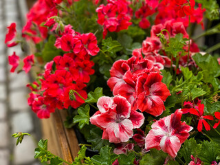 Beautiful pink red Pelargonium grandiflorum decorative flowers close up, floral wallpaper background with blooming geranium pelargonium flowers