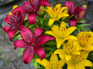 Beautiful blooming yellow and purple red lilies decorative flowers in flower pot outdoors, floral...