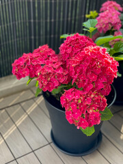 Beautiful blooming vibrant pink red Hydrangea flowers in decorative grey flower pot in balcony terrace garden in spring summer time close up