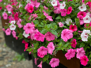 Beautiful blooming mixed pink and white Petunia bells flowers close up, floral wallpaper background with blooming petunias flowers