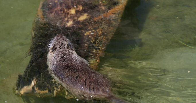 Nutria (Myocastor coypus), auch Biberratte