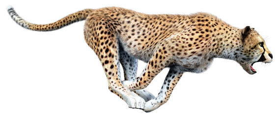 3D Rendering Big Cat Cheetah on White