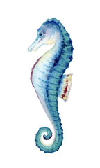 Illustration of a watercolor painted turquoise blue seahorse. Design wall art, wedding, print, invitations, cover, card, tourism, travel booklet.