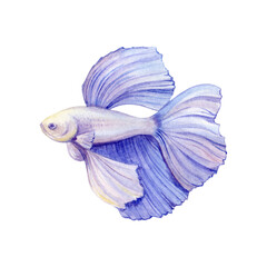 Illustration of a watercolor painted betta fish. Purple pearl aquarium fish. Design wall art, wedding, print, invitations, cover, card, tourism, travel booklet.