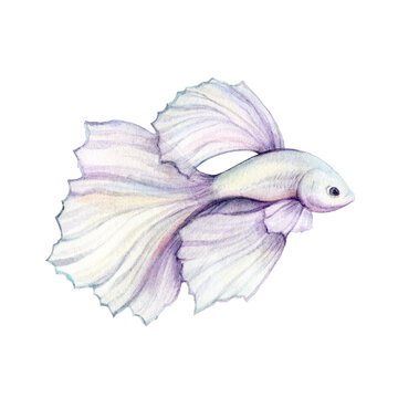 recommend clip art: Illustration of a watercolor painted betta fish.  White pearl aquarium fish. Design wall art, wedding, print, invitations, cover, card, tourism, travel booklet.