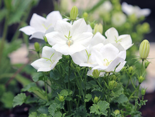 Closeup of white Campanula blooms, Derbyshire England
