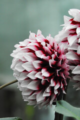 Close up of single beatutyful flower. Blooming pink flower.