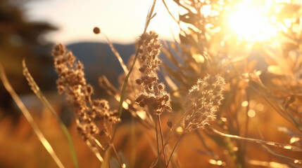 	
Warmth sunny day of summer outdoor sunset behind the brown dry plant