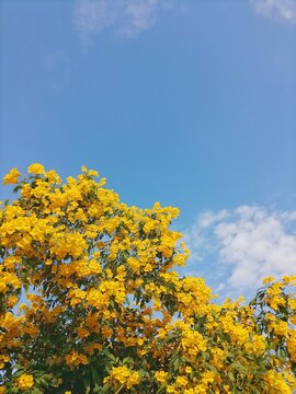 Yellow flower with blue aky