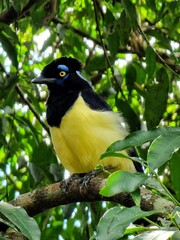 Jay bird in tree