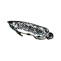 Arowana fish color sketch with transparent background