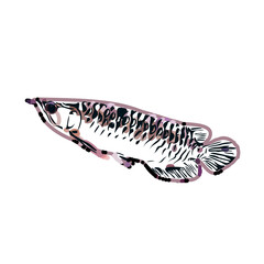 Arowana fish color sketch with transparent background