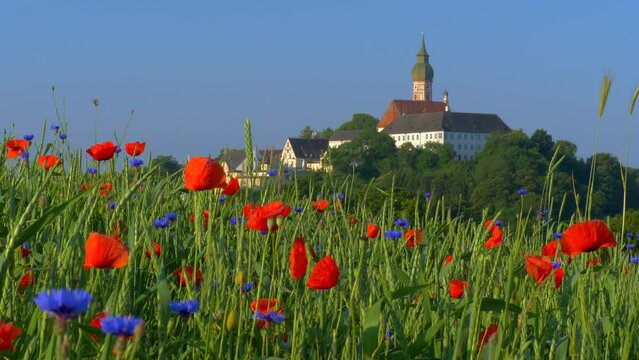 Buntes Getreidefeld mit Mohnblumen (Papaver rhoeas) und Kornblumen (Centaurea cyanus), Kloster Andechs, Bayern, Deutschland