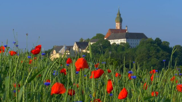 Buntes Getreidefeld mit Mohnblumen (Papaver rhoeas) und Kornblumen (Centaurea cyanus), Kloster Andechs, Bayern, Deutschland