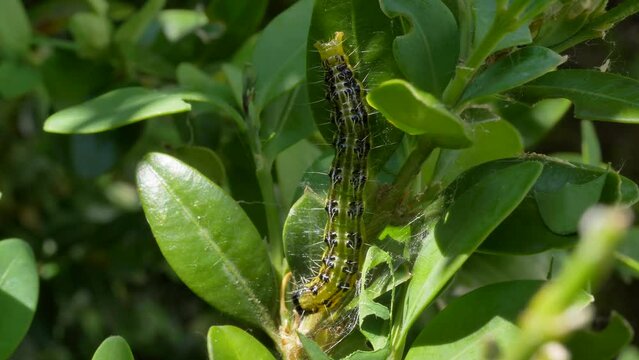 Raupe des Buchsbaumz&uuml;nslers (Cydalima perspectalis), Bayern, Deutschland