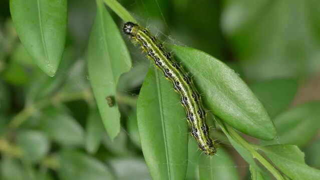 Raupe des Buchsbaumz&uuml;nslers (Cydalima perspectalis), Bayern, Deutschland