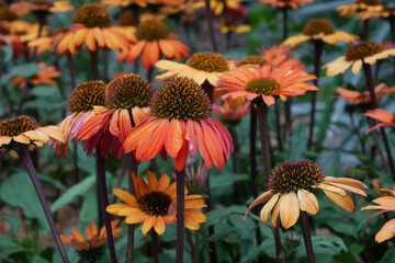 Orange colored up flower in the city, closeup shot with selective focus and blurred background