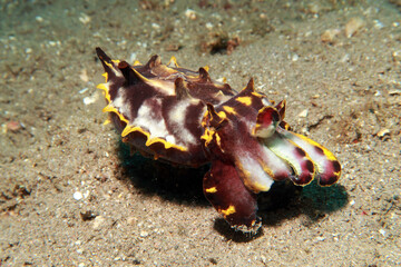 flamboyant cuttlefish, very poisonous marine creature  