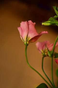 pink rose in garden, showy prairie gentian, pink rose, Eustoma russellianum, Eustoma ,Showy prairie gentian, prairie gentian, Texas bluebells, Texas bluebells, bluebells and Lisianthus, rose withou
