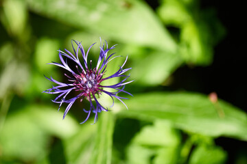 Blüte der Kornblume