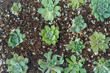 Grow Echeveria in a mini succulent garden. Green flower seedling. Succulent plant. Hobby floriculture. Floral background.