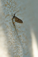 Eintagsfliege an einer Hauswand