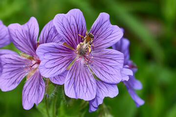 Pracht-Storchschnabel (Geranium magnificum) 