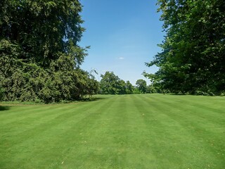 grass and trees in the sunny morning