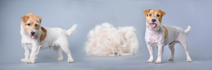 Jack Russell terrier dog before grooming, wool after trimming and dog after grooming in a beauty salon