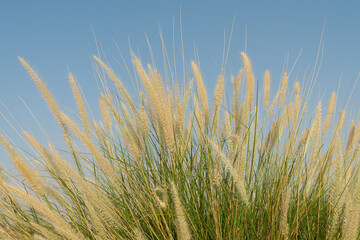 Fototapeta premium Close up view of Ornamental grass in daylight