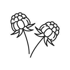 Cloudberry with leaves isolated thin line icon. Vector outline nordic berry, bakeapple, aqpik, low-bush salmonberry, knotberry, averin or evron
